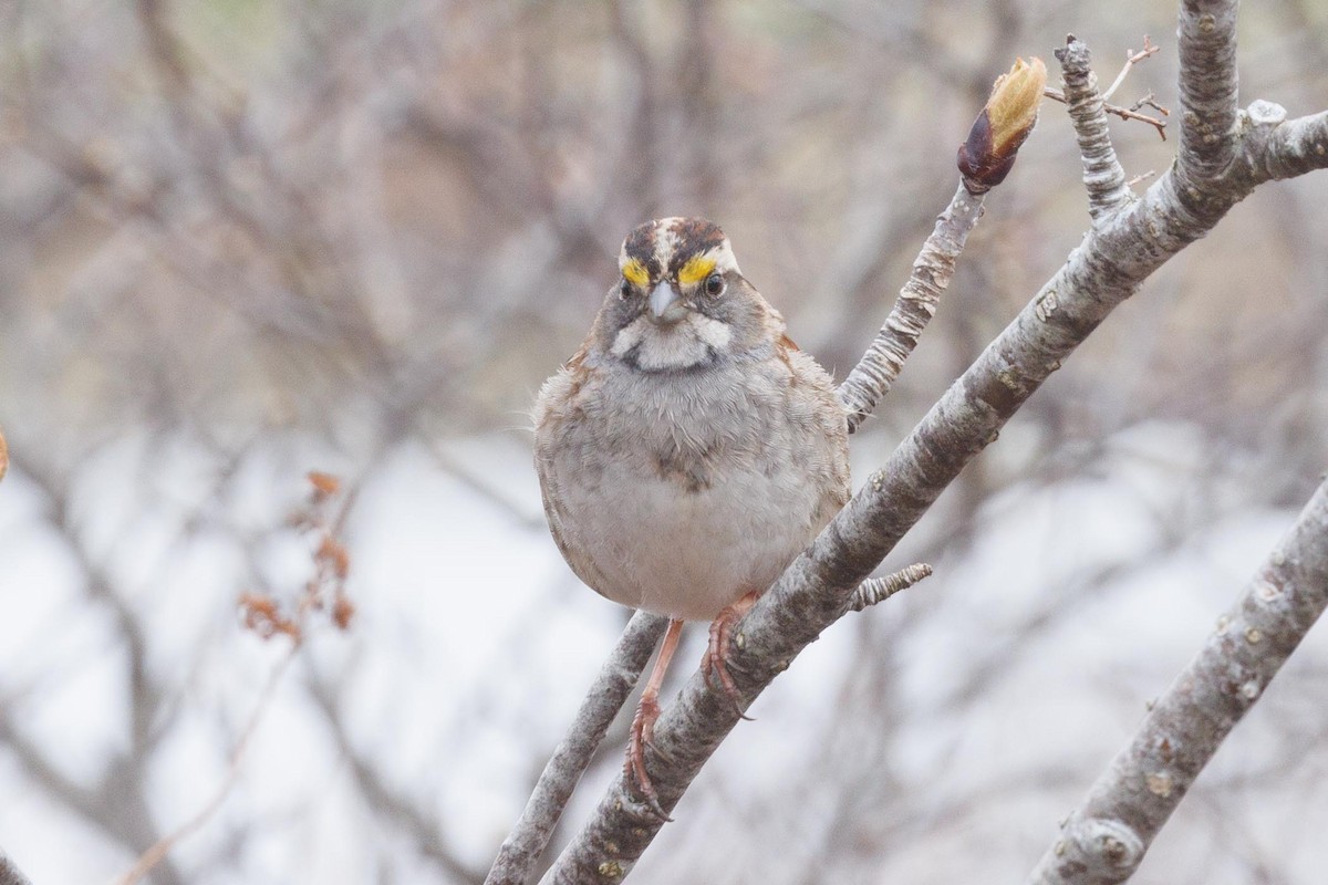 White-throated Sparrow - Ethel Dempsey