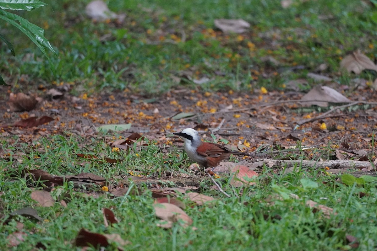 White-crested Laughingthrush - Shih-Chun Huang