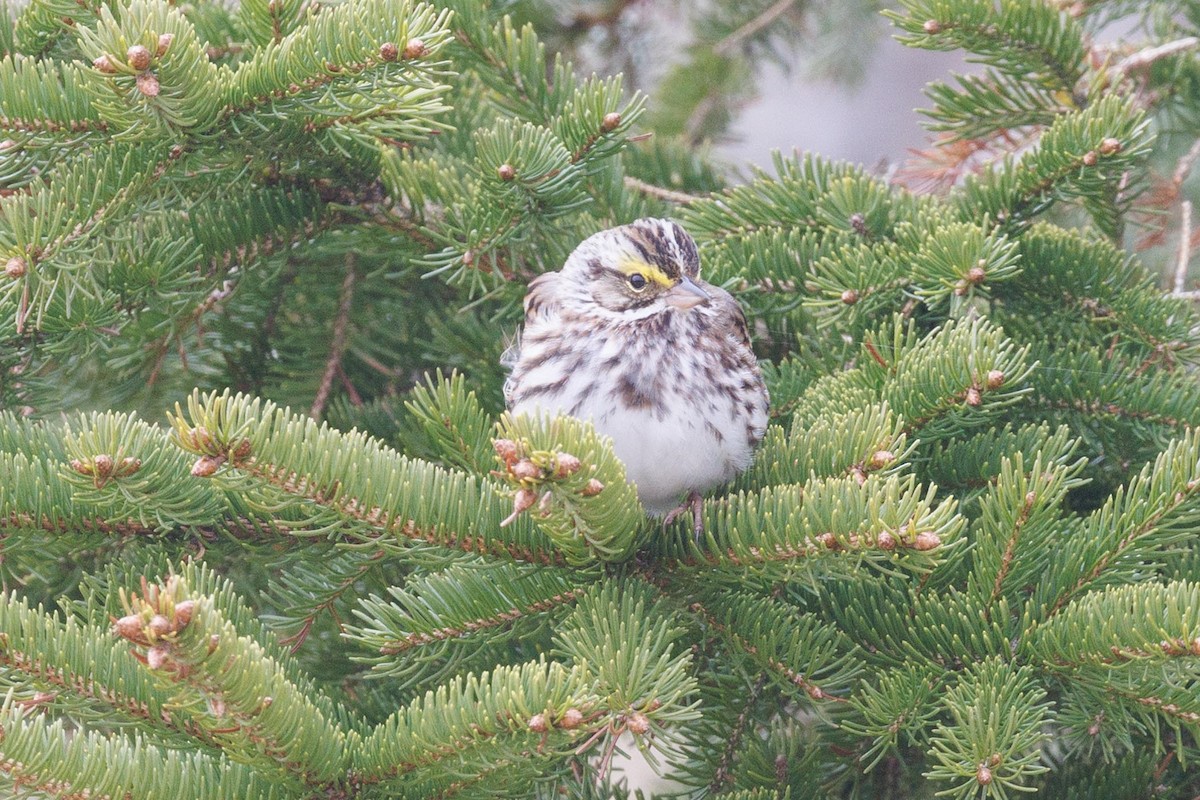 Savannah Sparrow - Ethel Dempsey