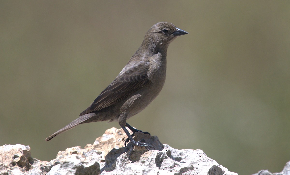 Shiny Cowbird - Giuseppe Speranza