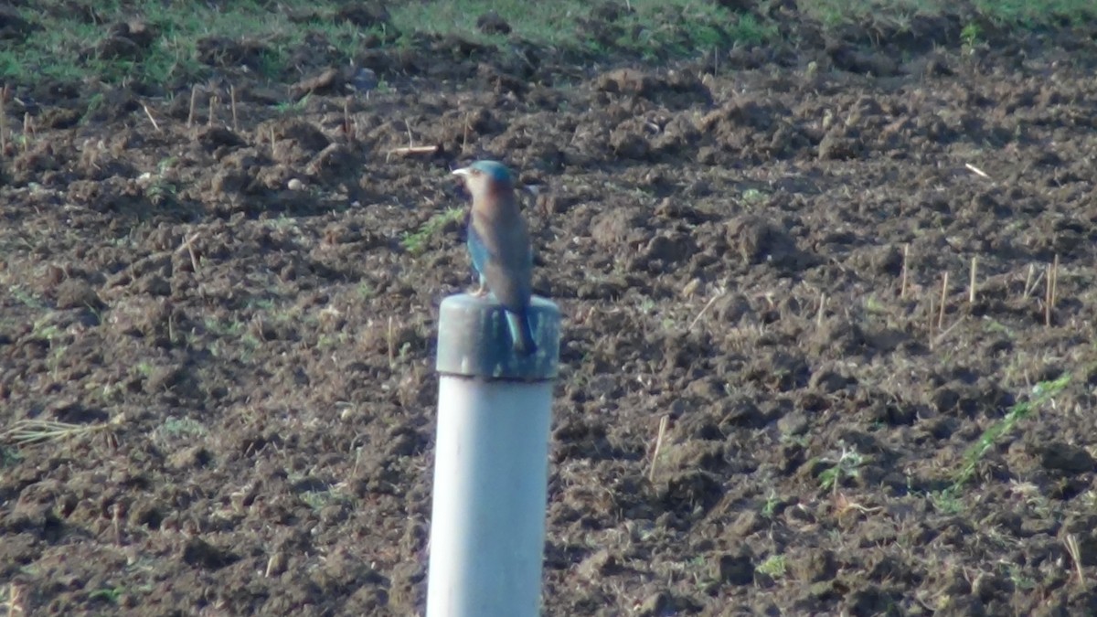 Indian Roller - Sudha Parimala