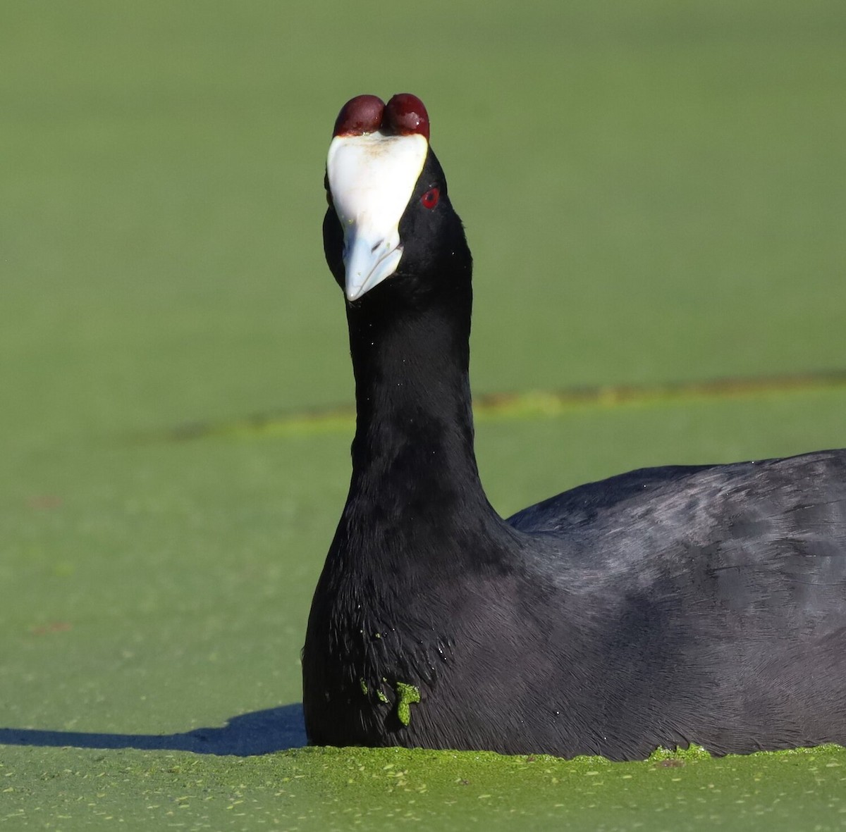 Red-knobbed Coot - Paul Hoekman