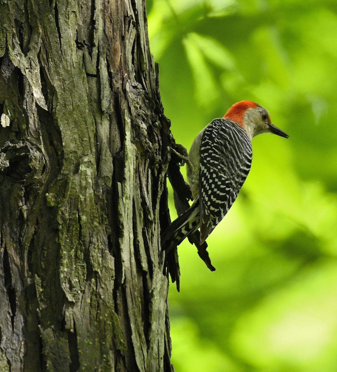 Red-bellied Woodpecker - Daniel King
