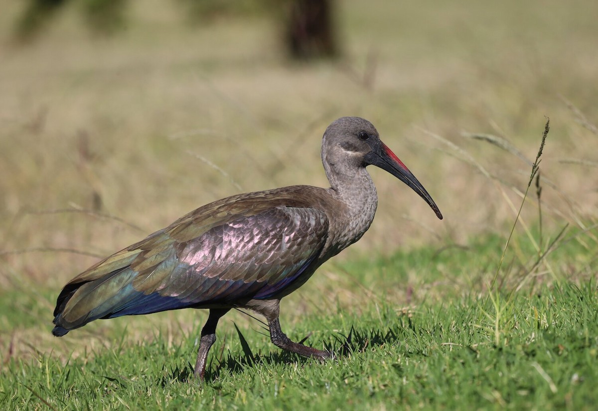 Hadada Ibis - ML618807816