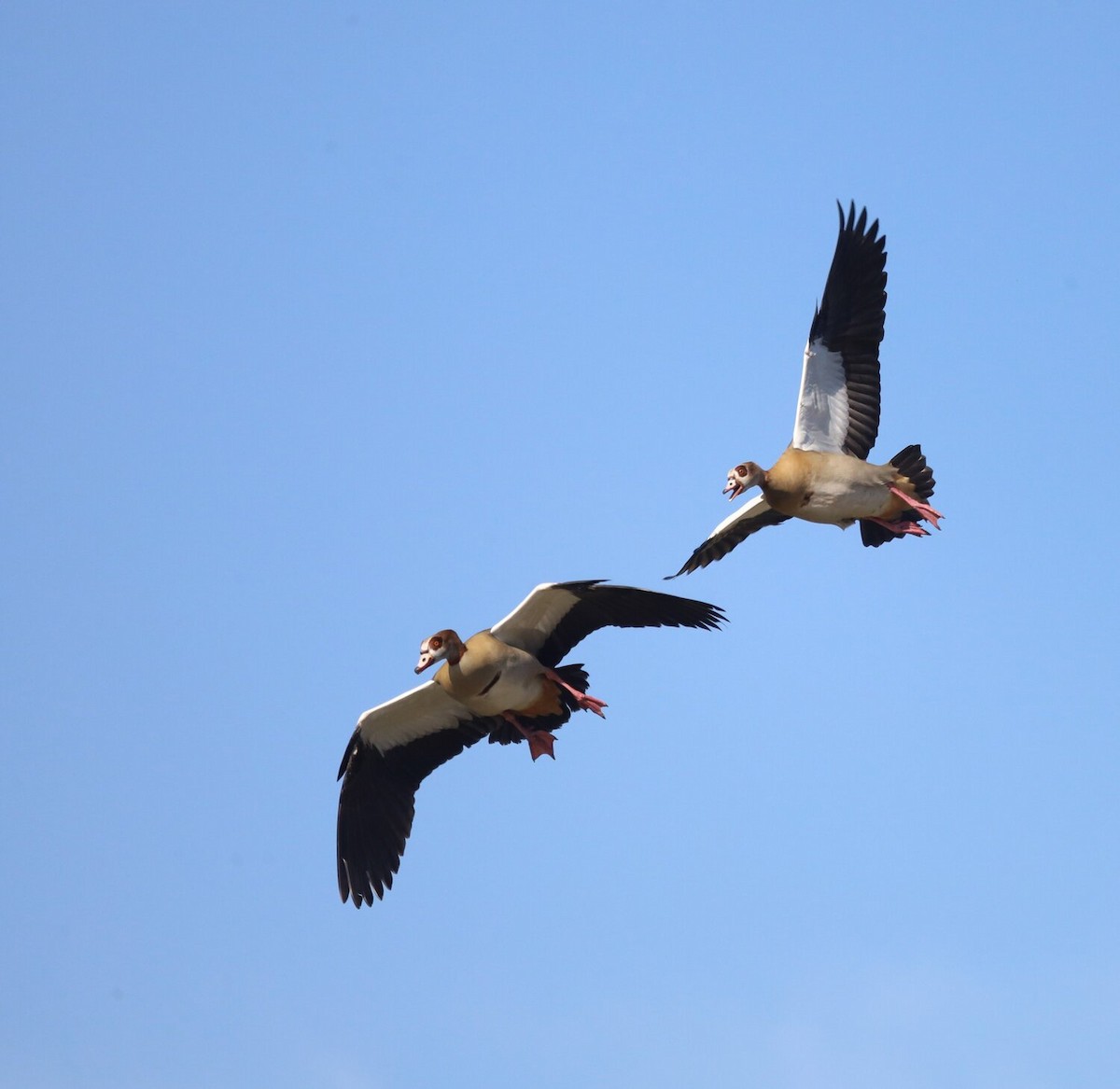 Egyptian Goose - Paul Hoekman