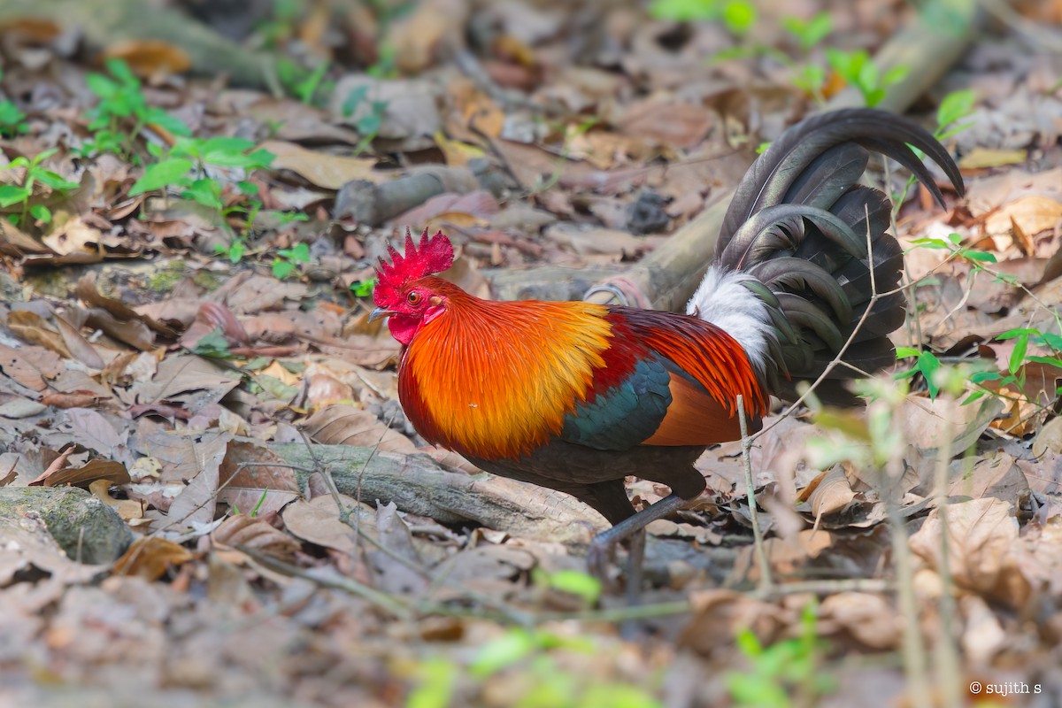 Red Junglefowl - Sujith S