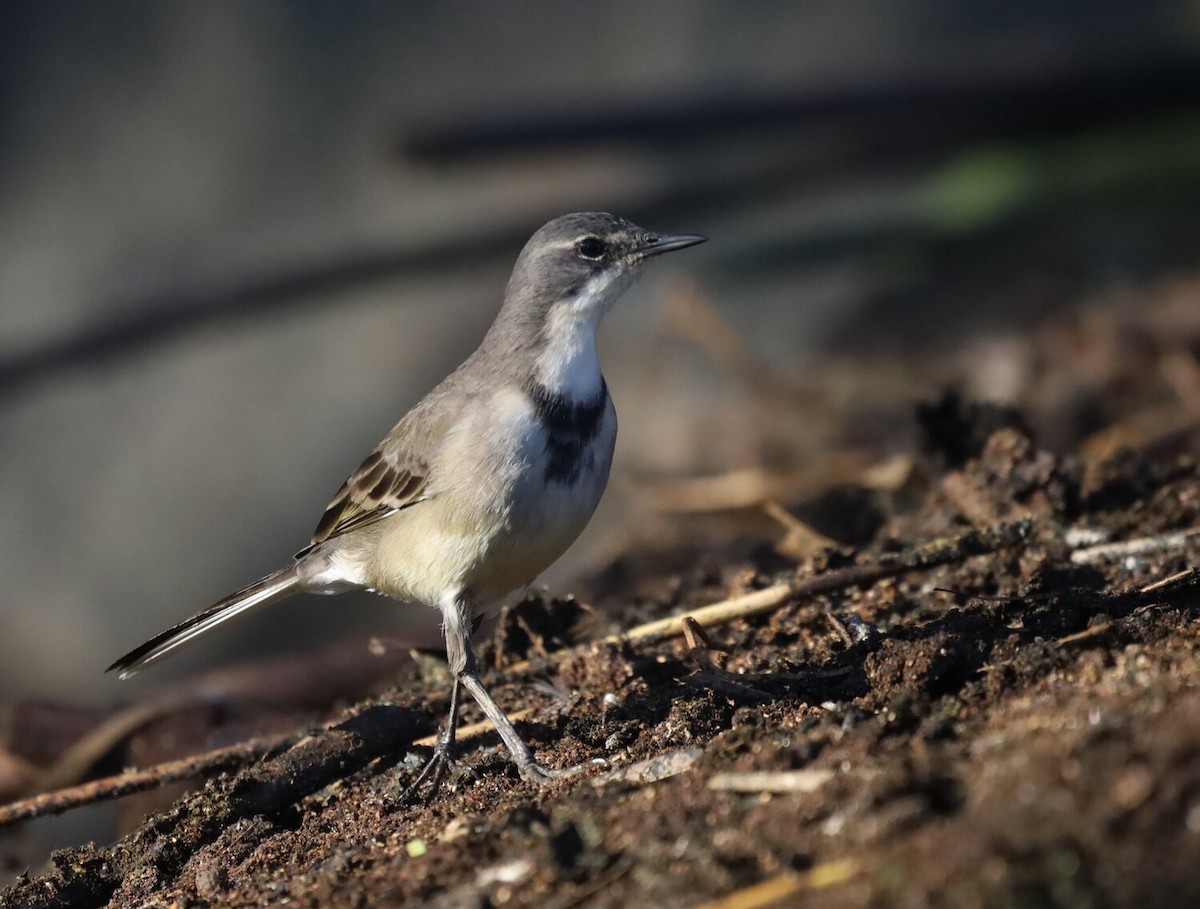 Cape Wagtail - ML618807839