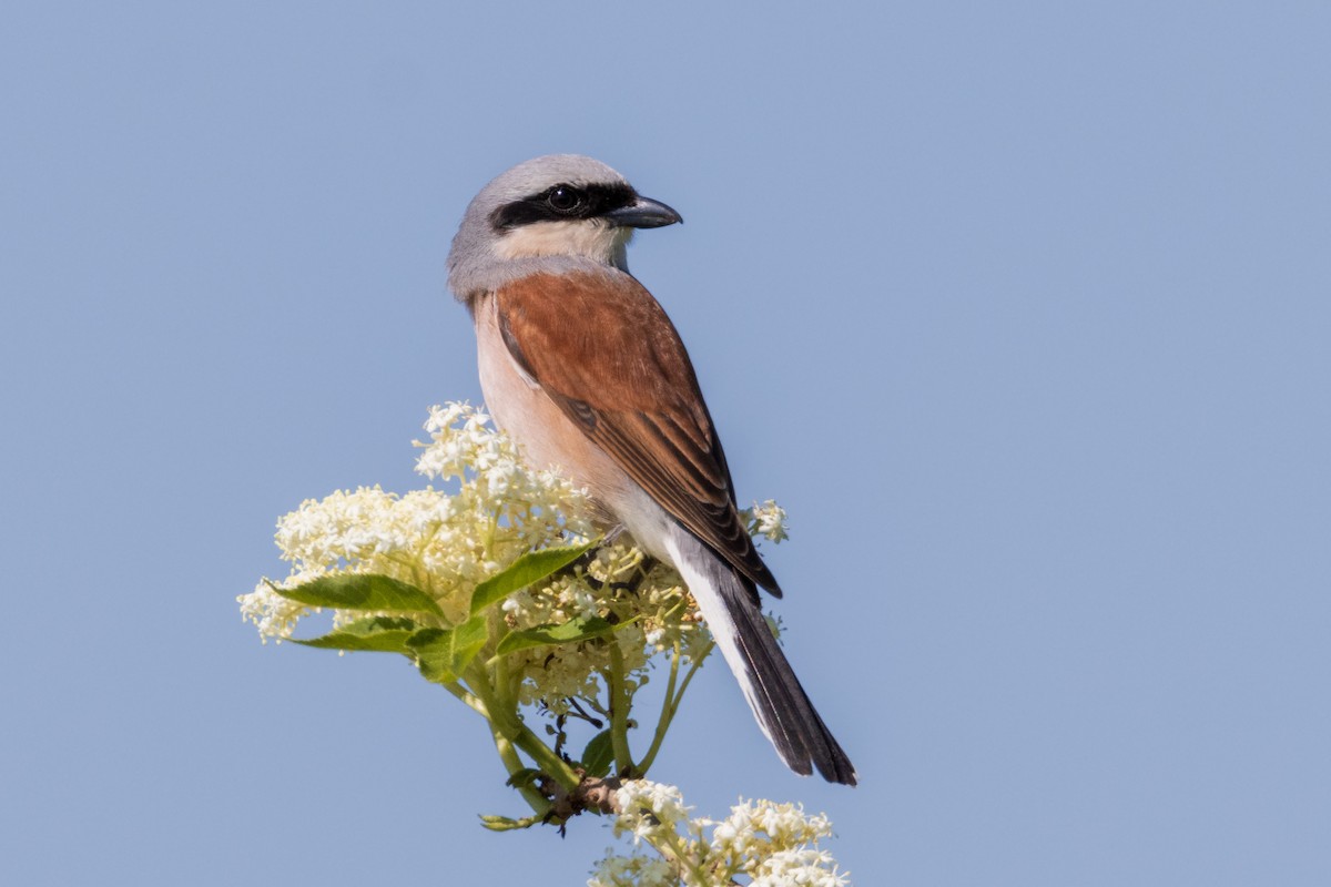 Red-backed Shrike - Michal Bagala