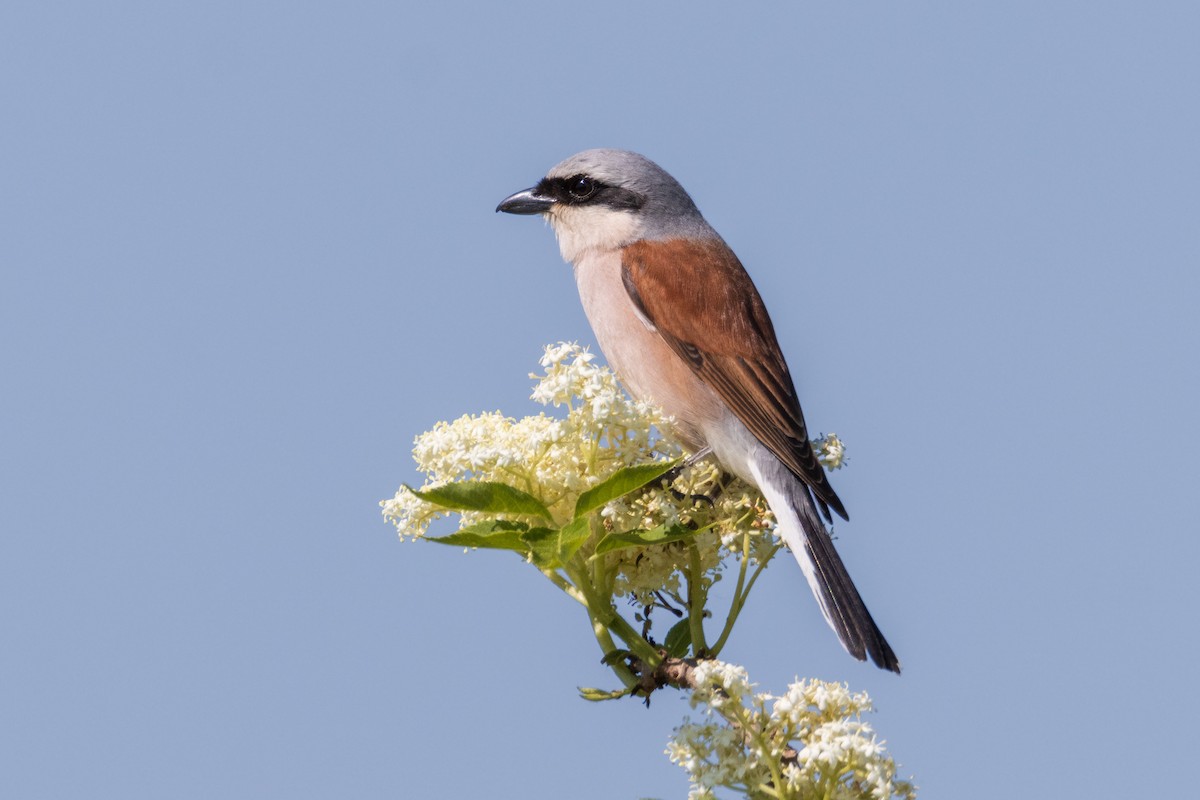 Red-backed Shrike - Michal Bagala