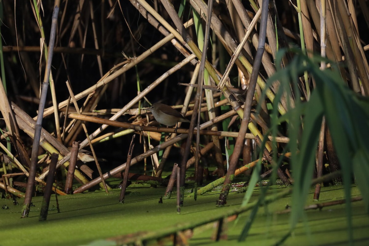 Lesser Swamp Warbler - ML618807851