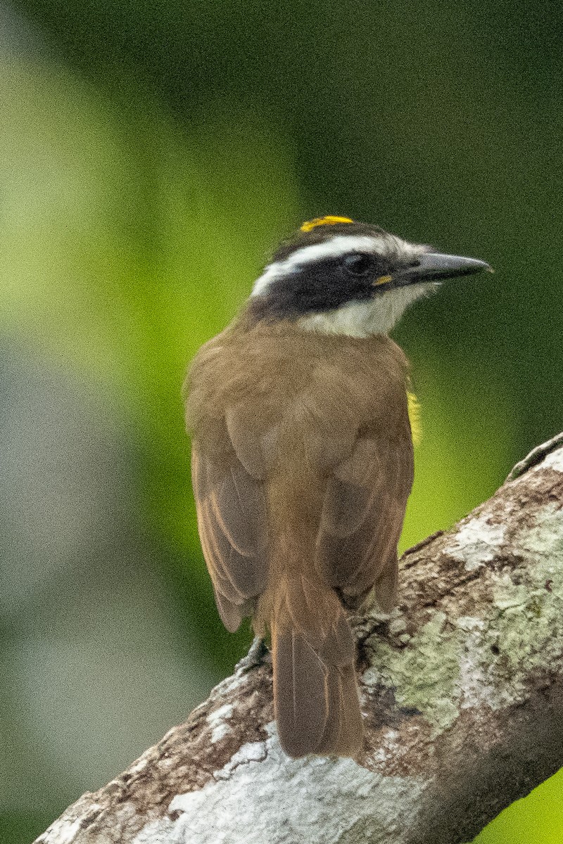 Great Kiskadee - Anil Nair