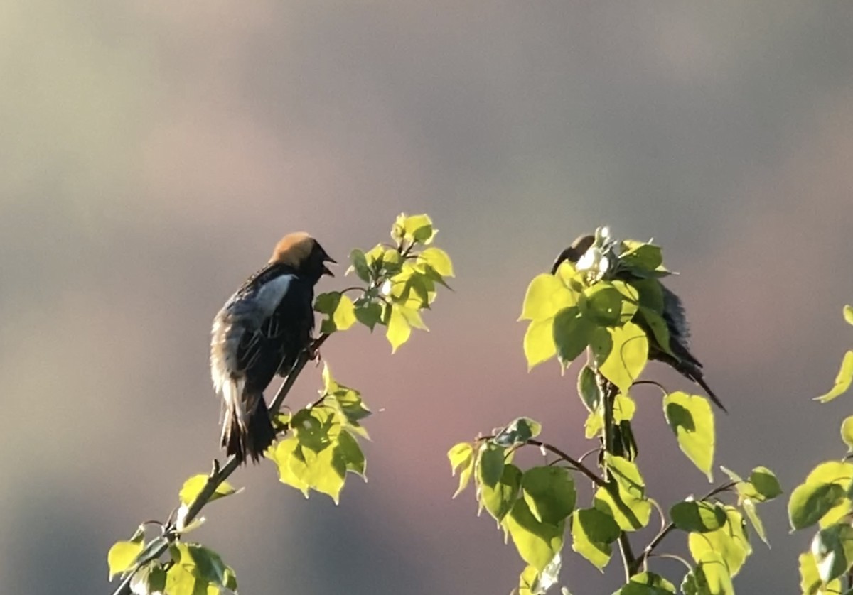 Bobolink - André BERNARD