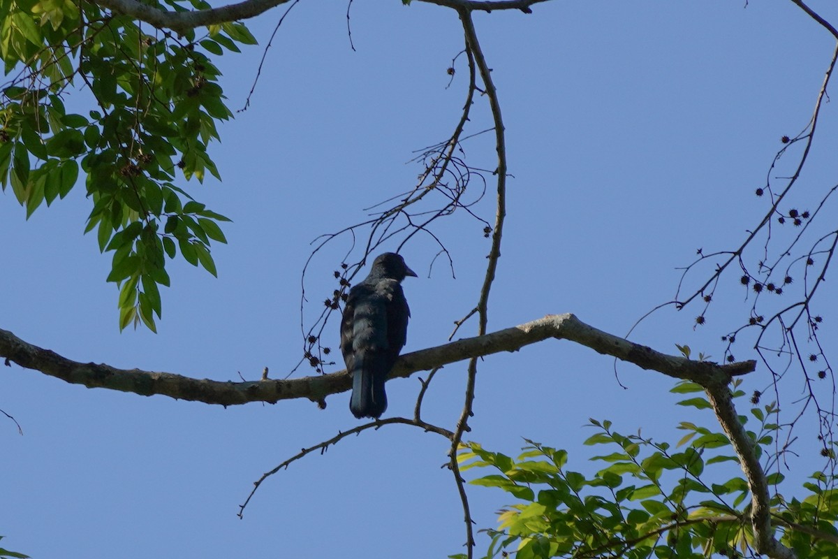 Asian Fairy-bluebird - Shih-Chun Huang