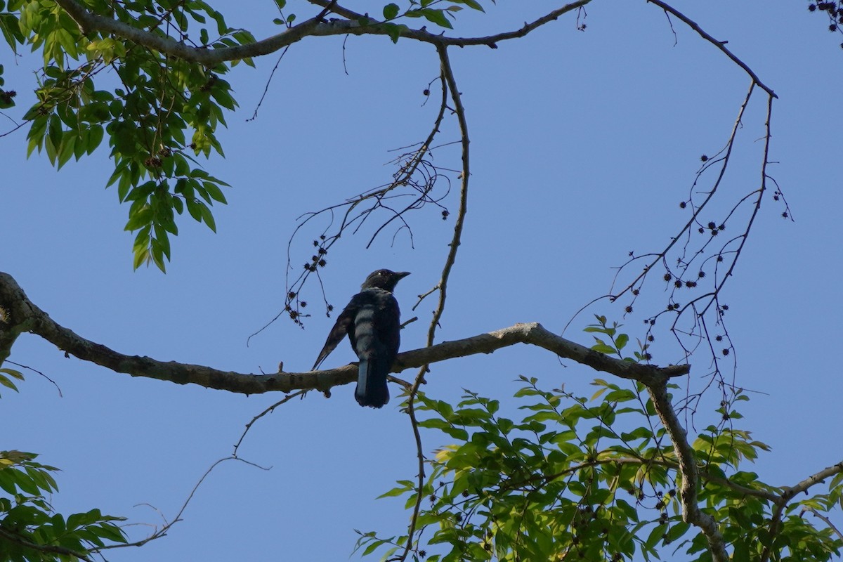 Asian Fairy-bluebird - Shih-Chun Huang