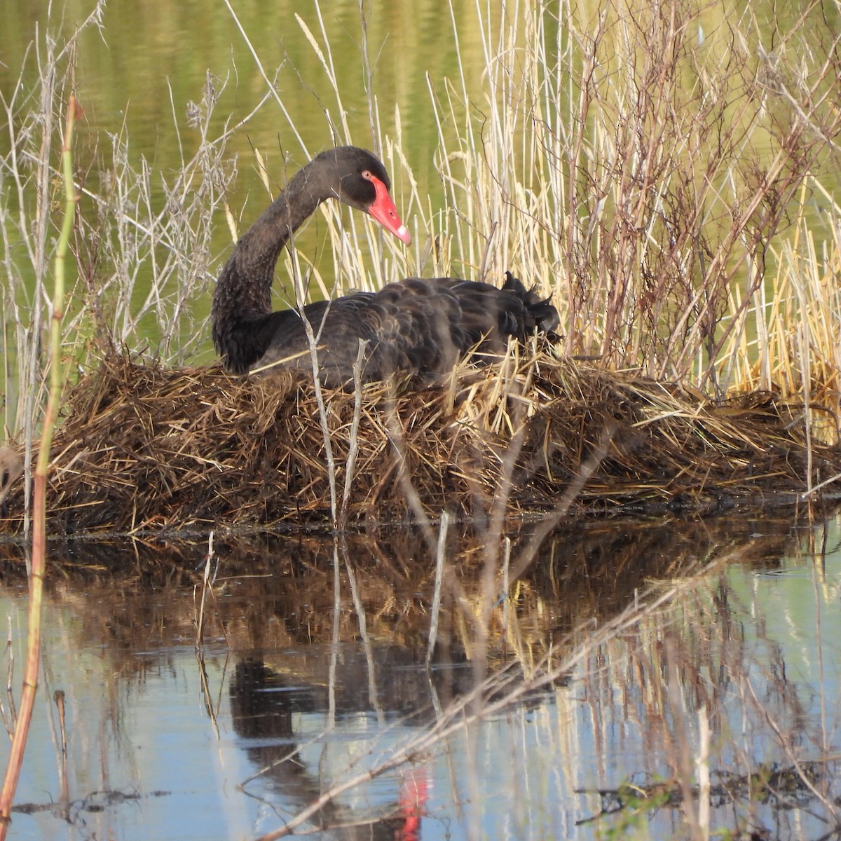 Black Swan - Bernadette Mullaney