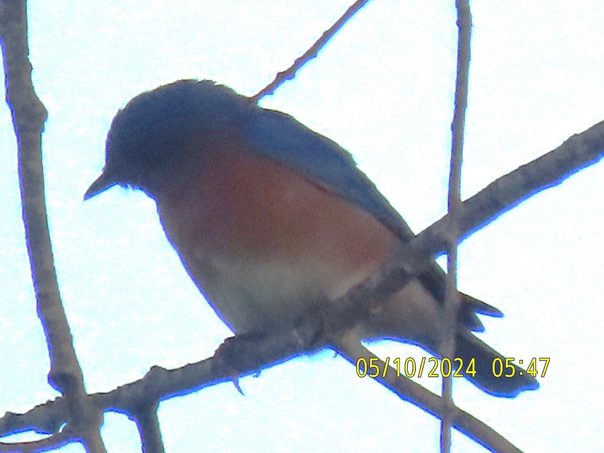 Eastern Bluebird - Leon Book