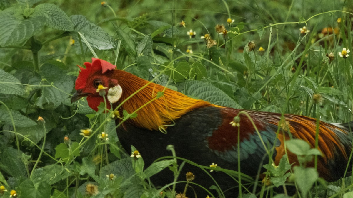 Red Junglefowl - Jorge Juan Rueda