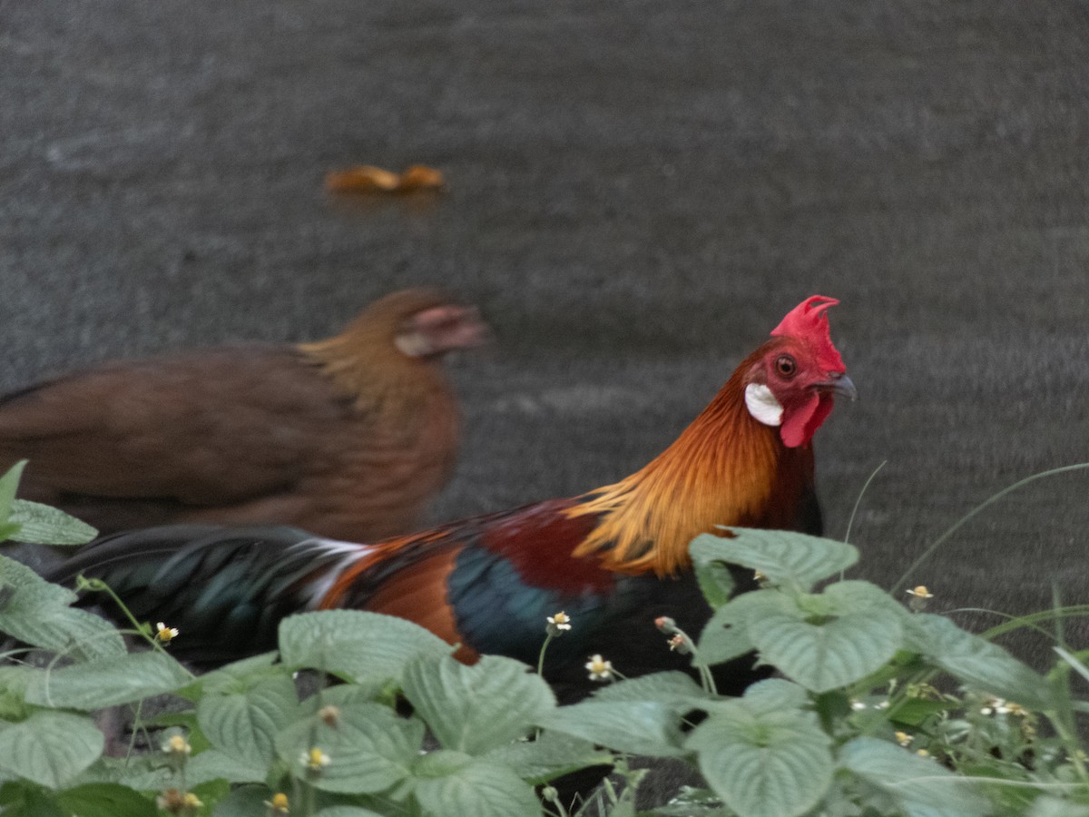 Red Junglefowl - Jorge Juan Rueda