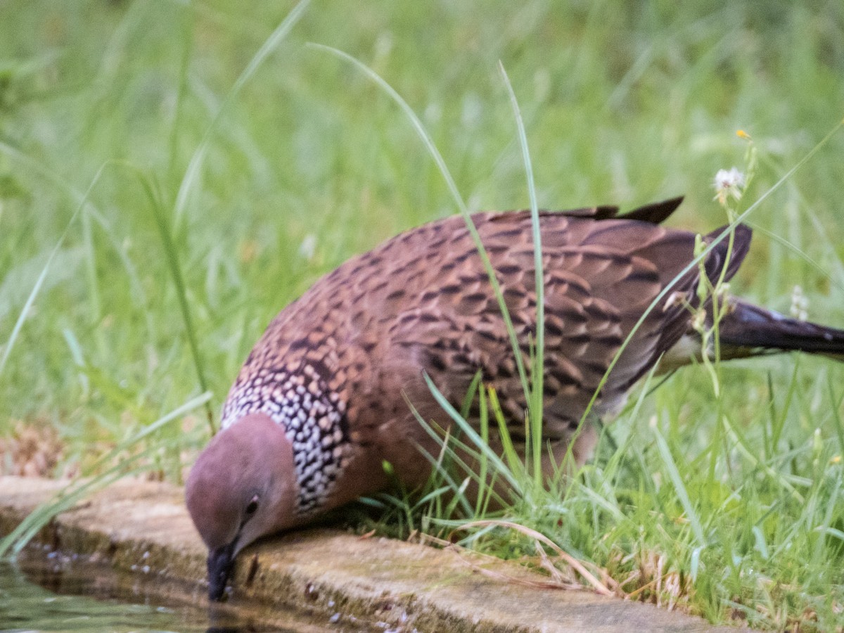 Spotted Dove - Jorge Juan Rueda