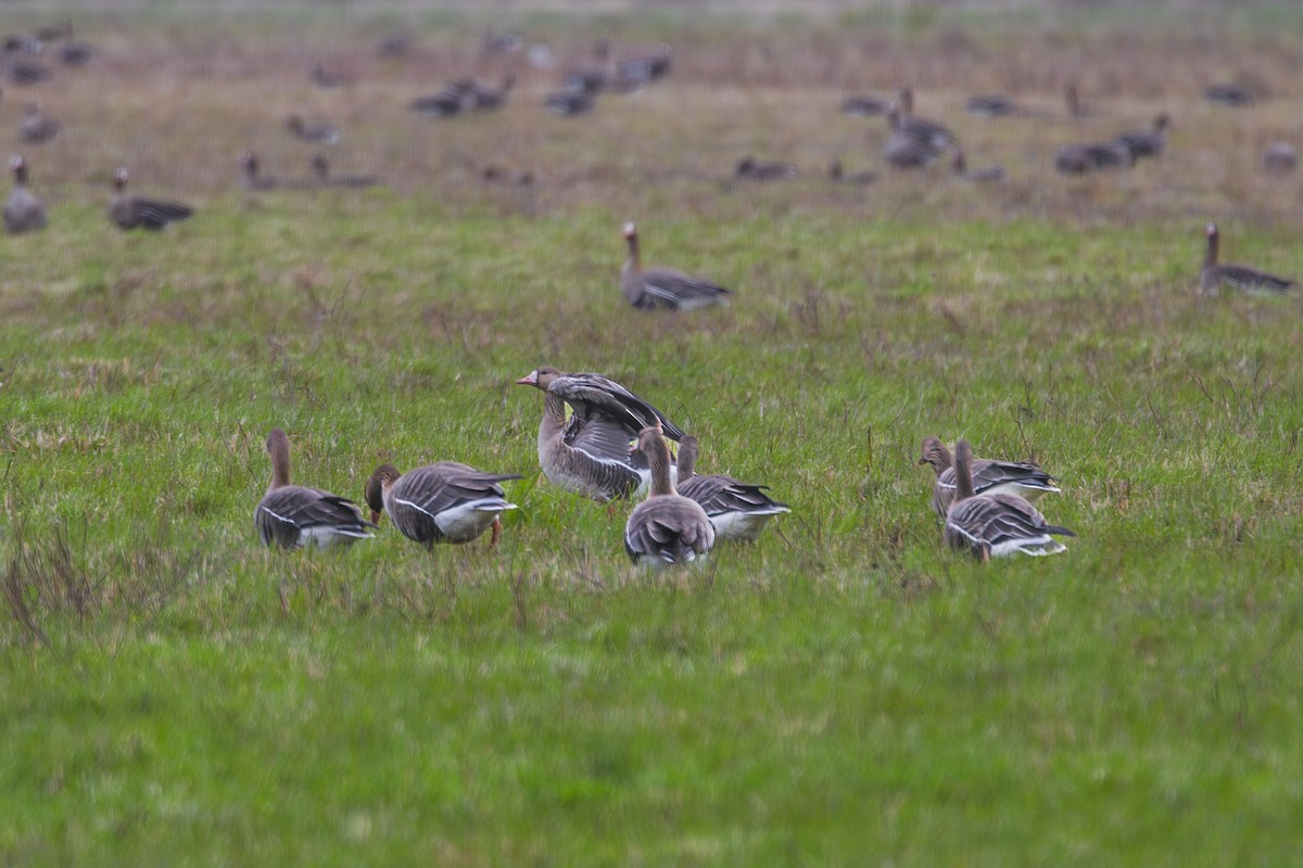 Greater White-fronted Goose - Aleksey Krylov