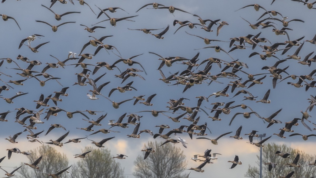 Greater White-fronted Goose - Aleksey Krylov