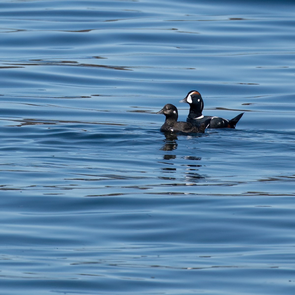 Harlequin Duck - ML618807893