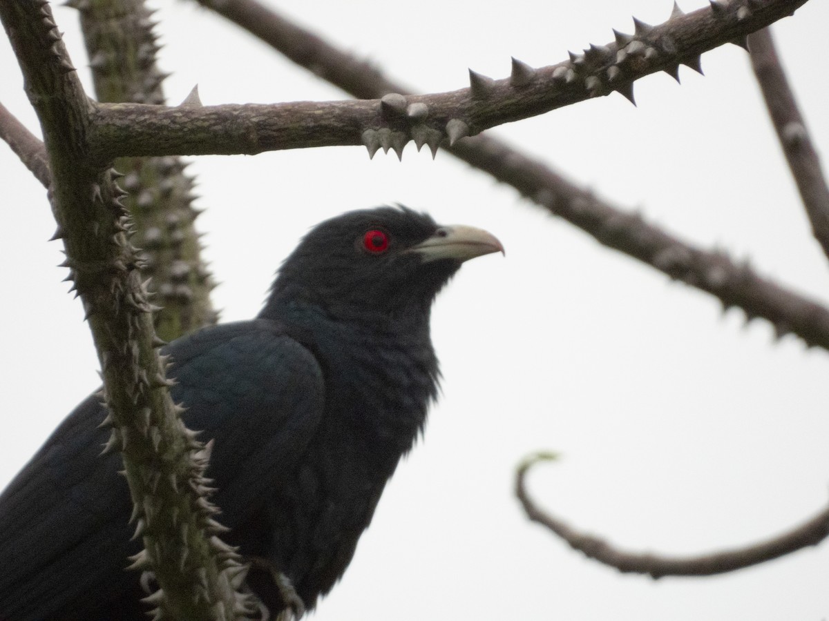 Asian Koel - Jorge Juan Rueda