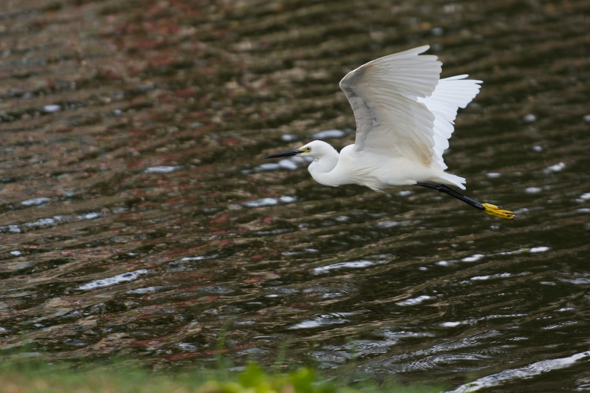 Little Egret - Adrian van der Stel