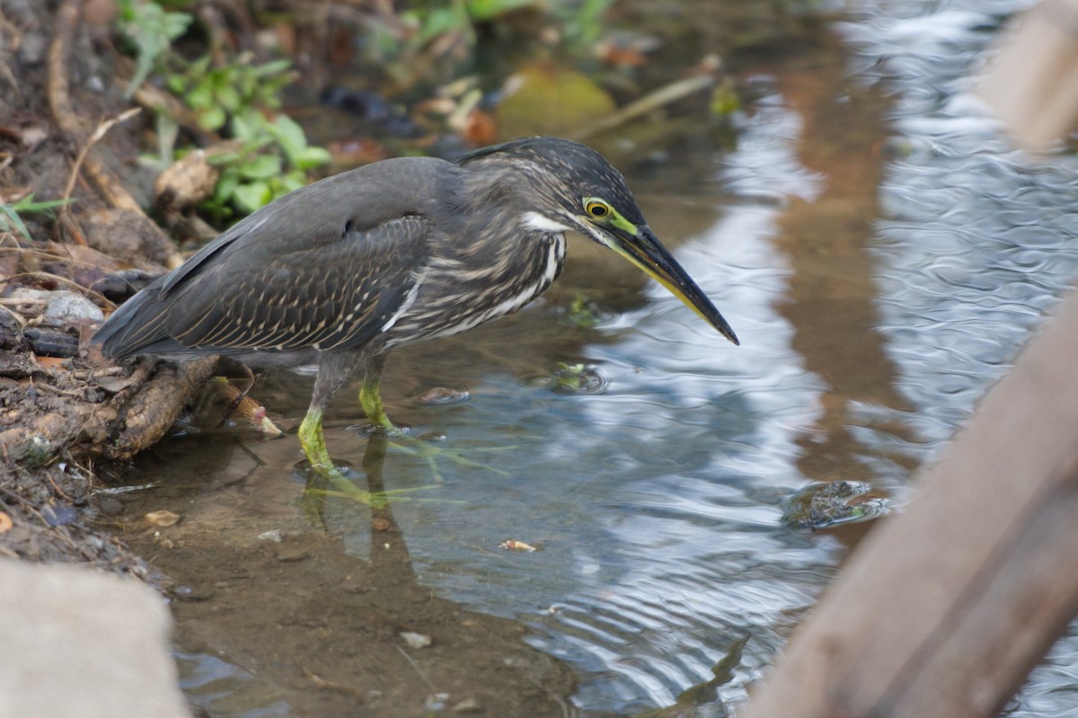 Striated Heron - Adrian van der Stel