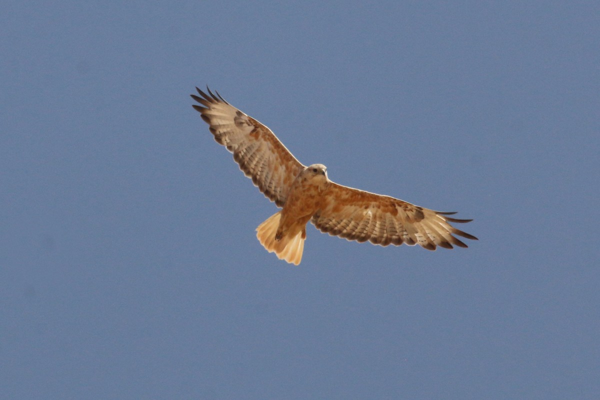 Long-legged Buzzard - Oscar Campbell