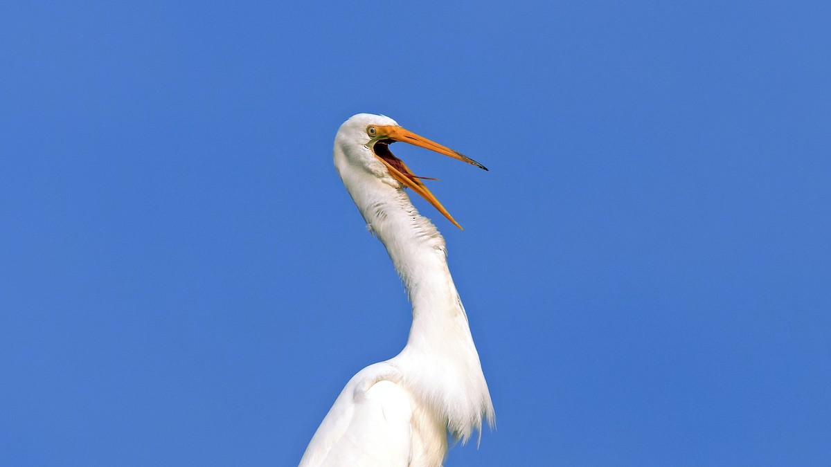 Great Egret - Karl H (Hoeff ka)