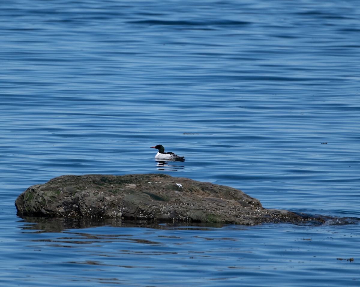 Common Merganser - Christine Pelletier et (Claude St-Pierre , photos)