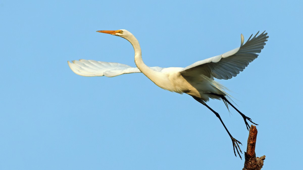 Great Egret - Karl H (Hoeff ka)