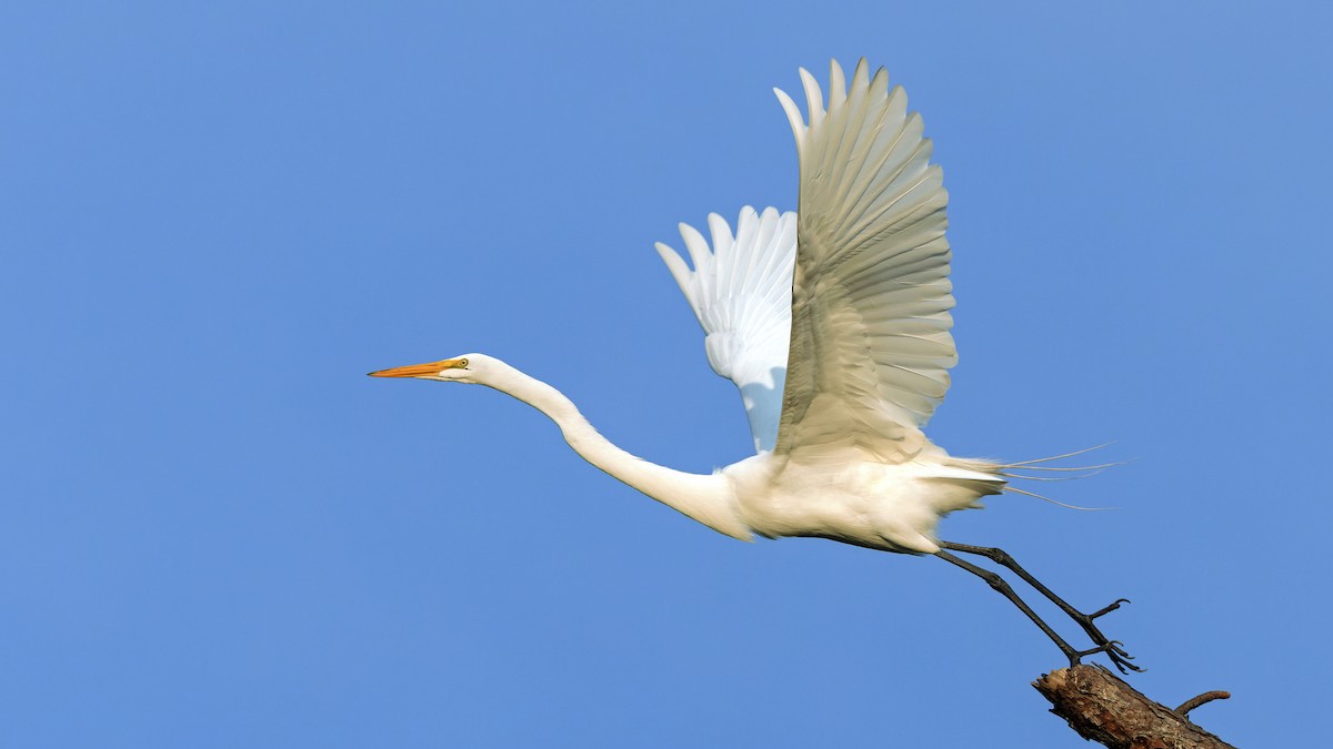 Great Egret - Karl H (Hoeff ka)