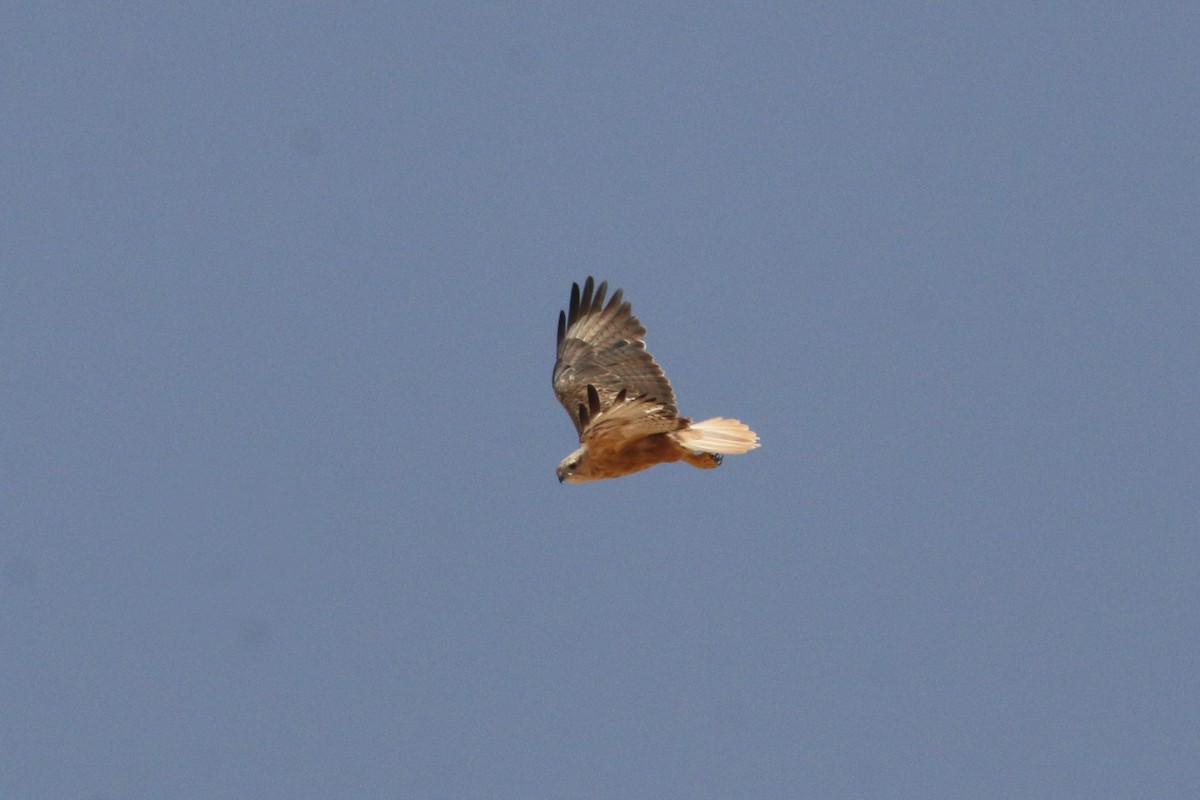 Long-legged Buzzard - Oscar Campbell