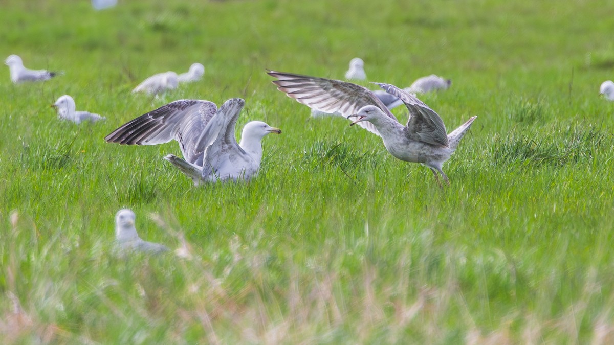 Herring Gull - Aleksey Krylov