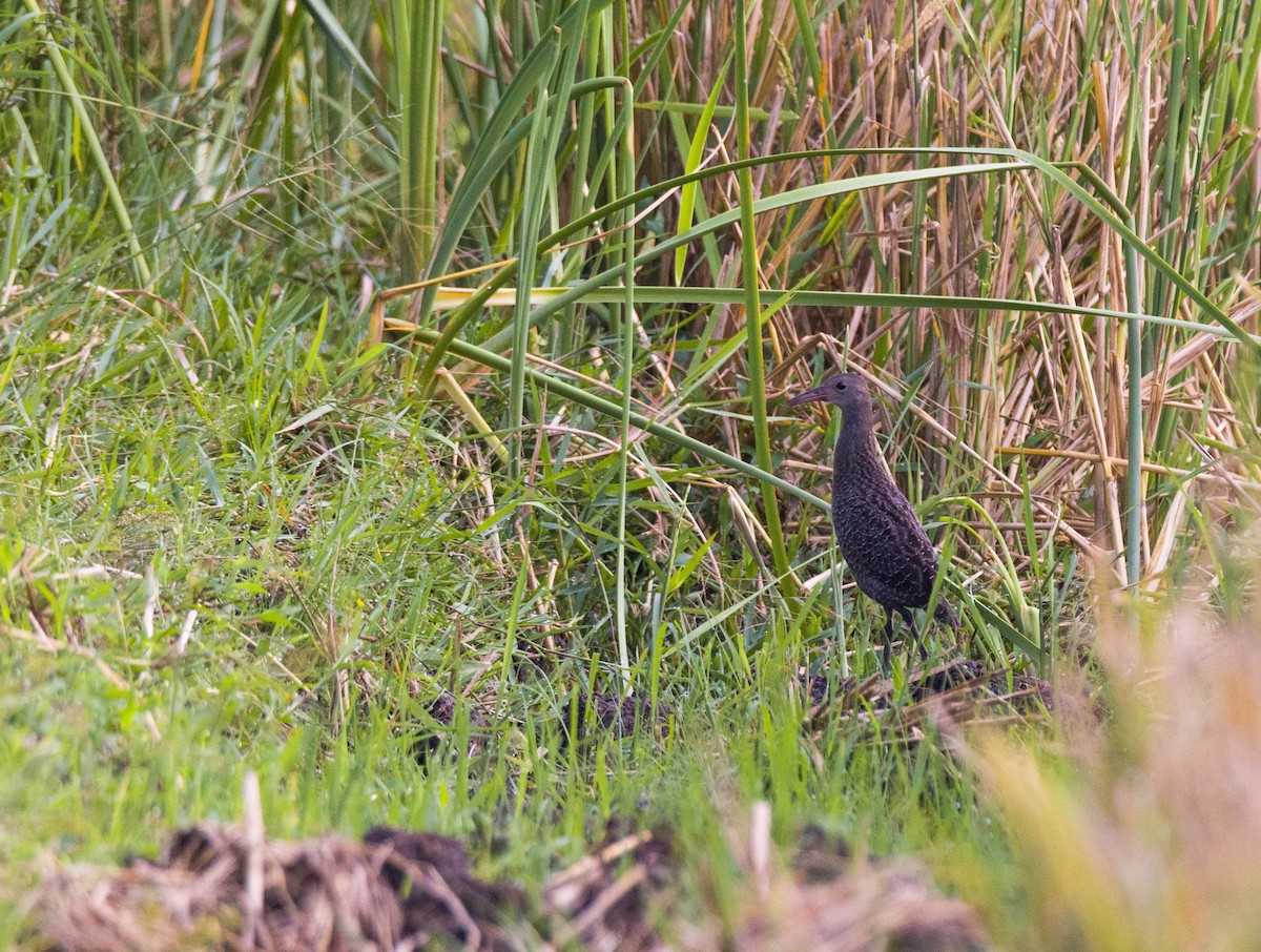 Slaty-breasted Rail - ML618807966