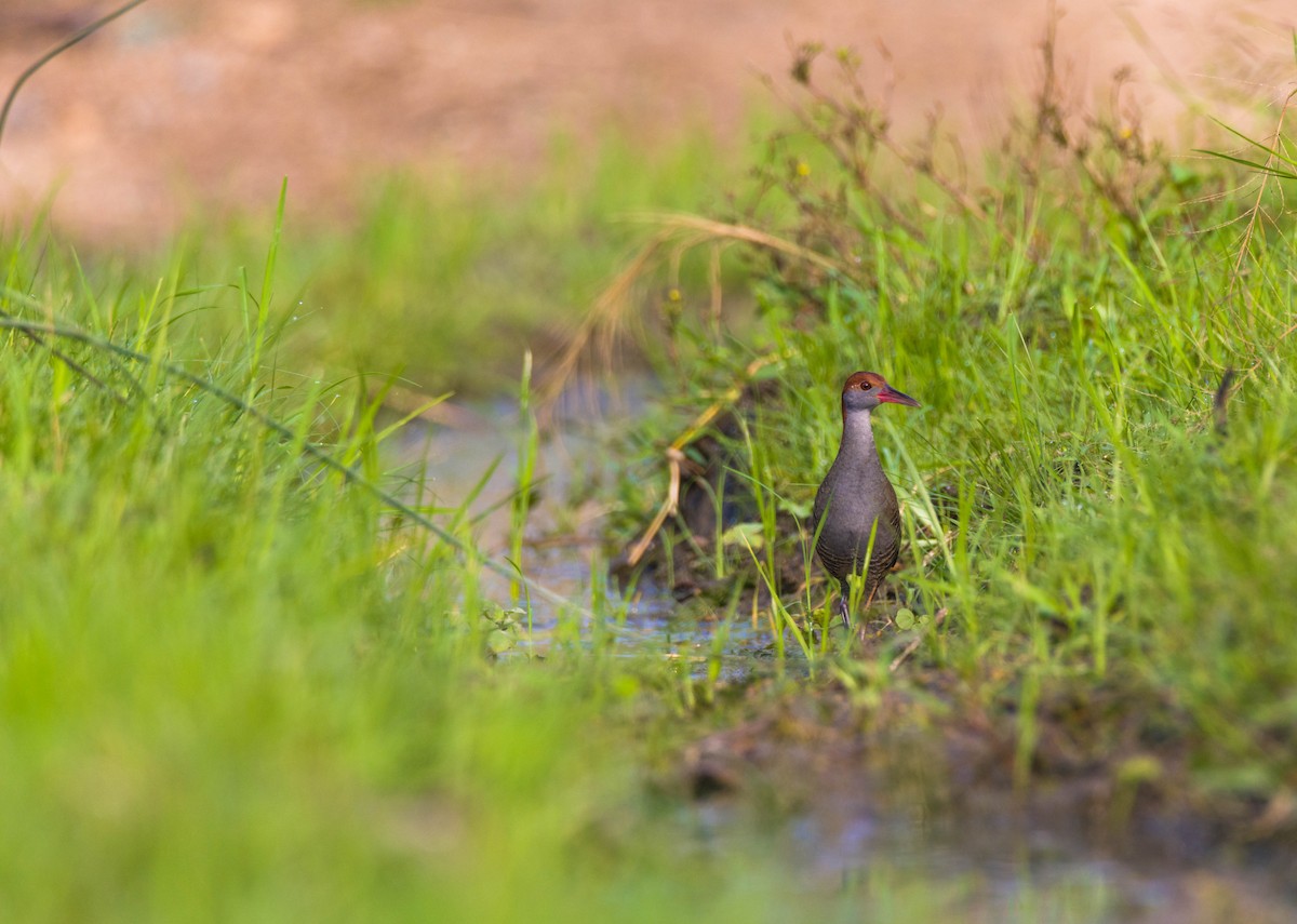 Slaty-breasted Rail - Shajan Shaki