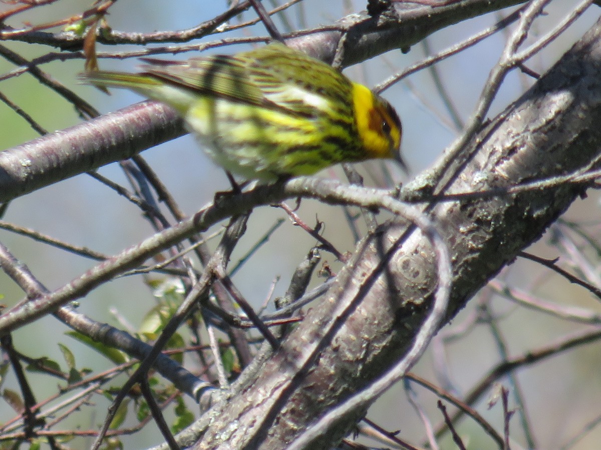 Cape May Warbler - ML618807968