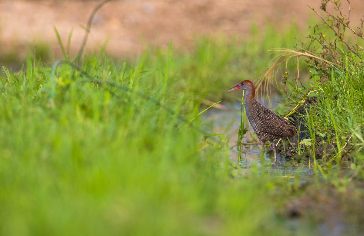 Slaty-breasted Rail - ML618807980