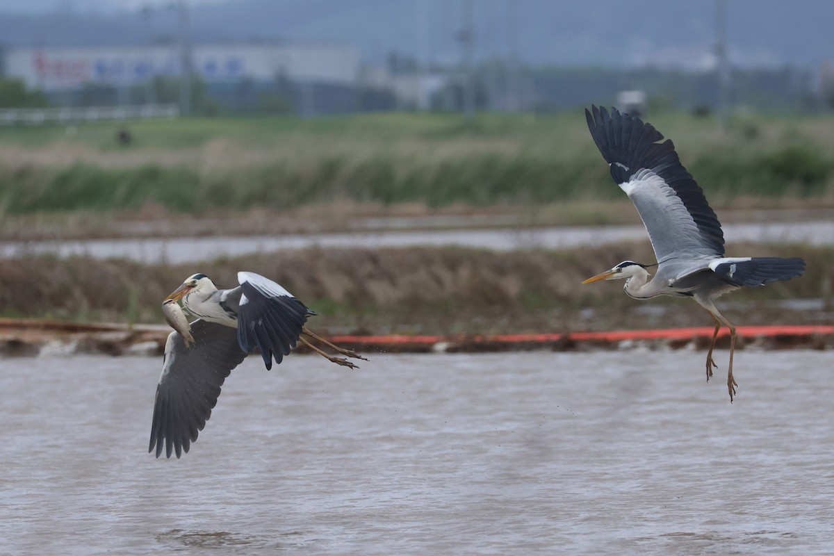 Gray Heron - ML618807981