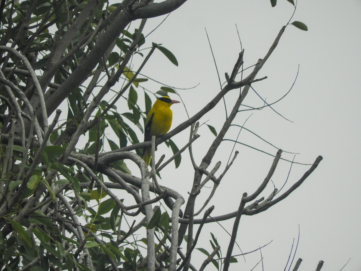 Black-naped Oriole - Jorge Juan Rueda