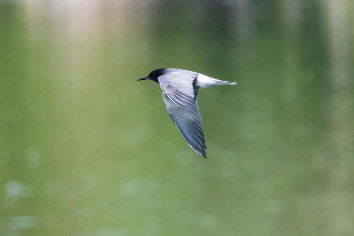 Black Tern - Michal Bagala