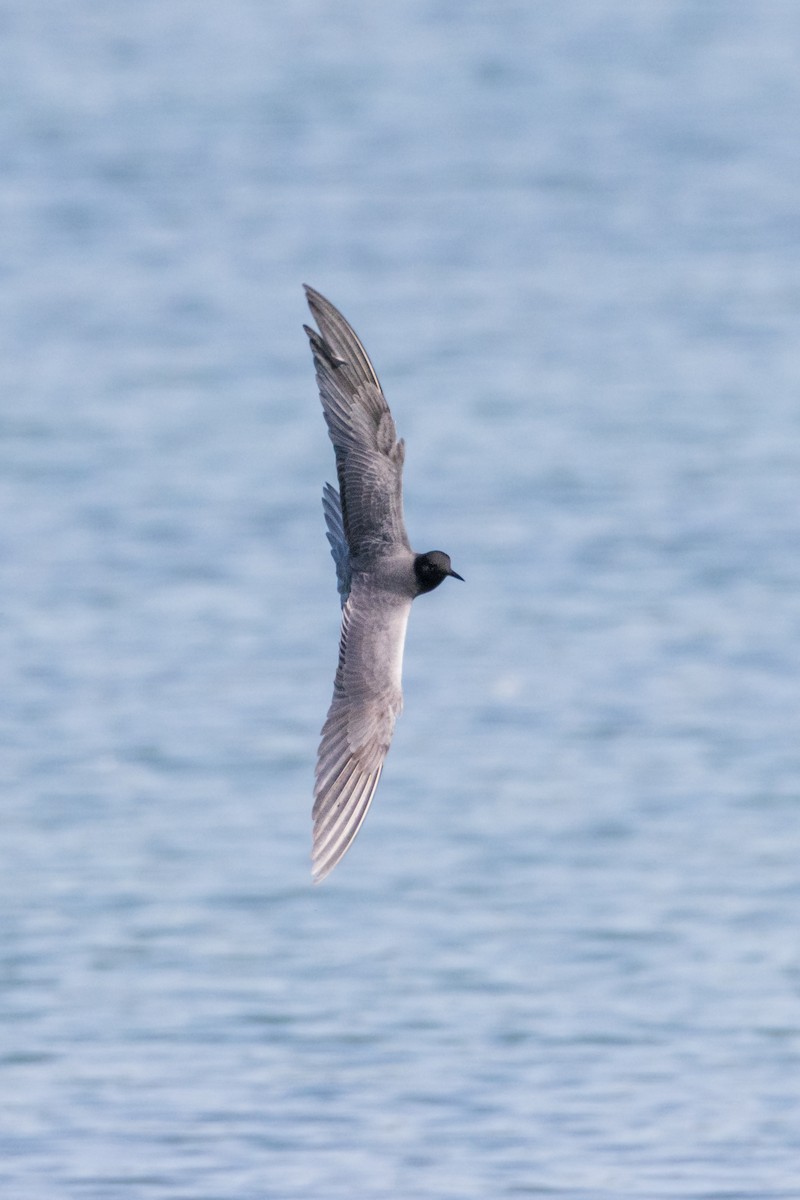 Black Tern - Michal Bagala