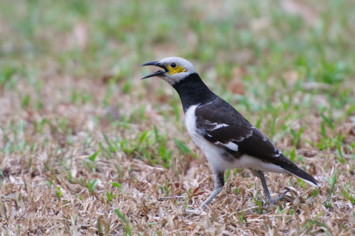 Black-collared Starling - Adrian van der Stel