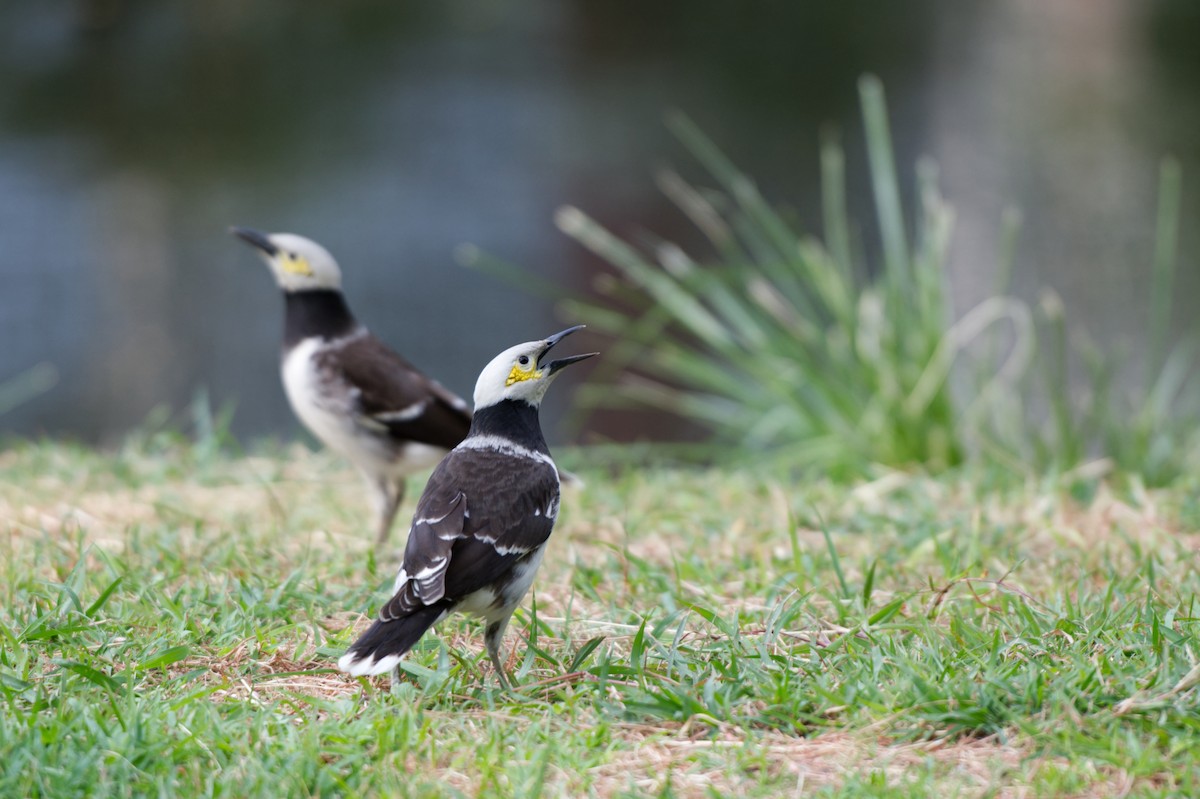 Black-collared Starling - Adrian van der Stel