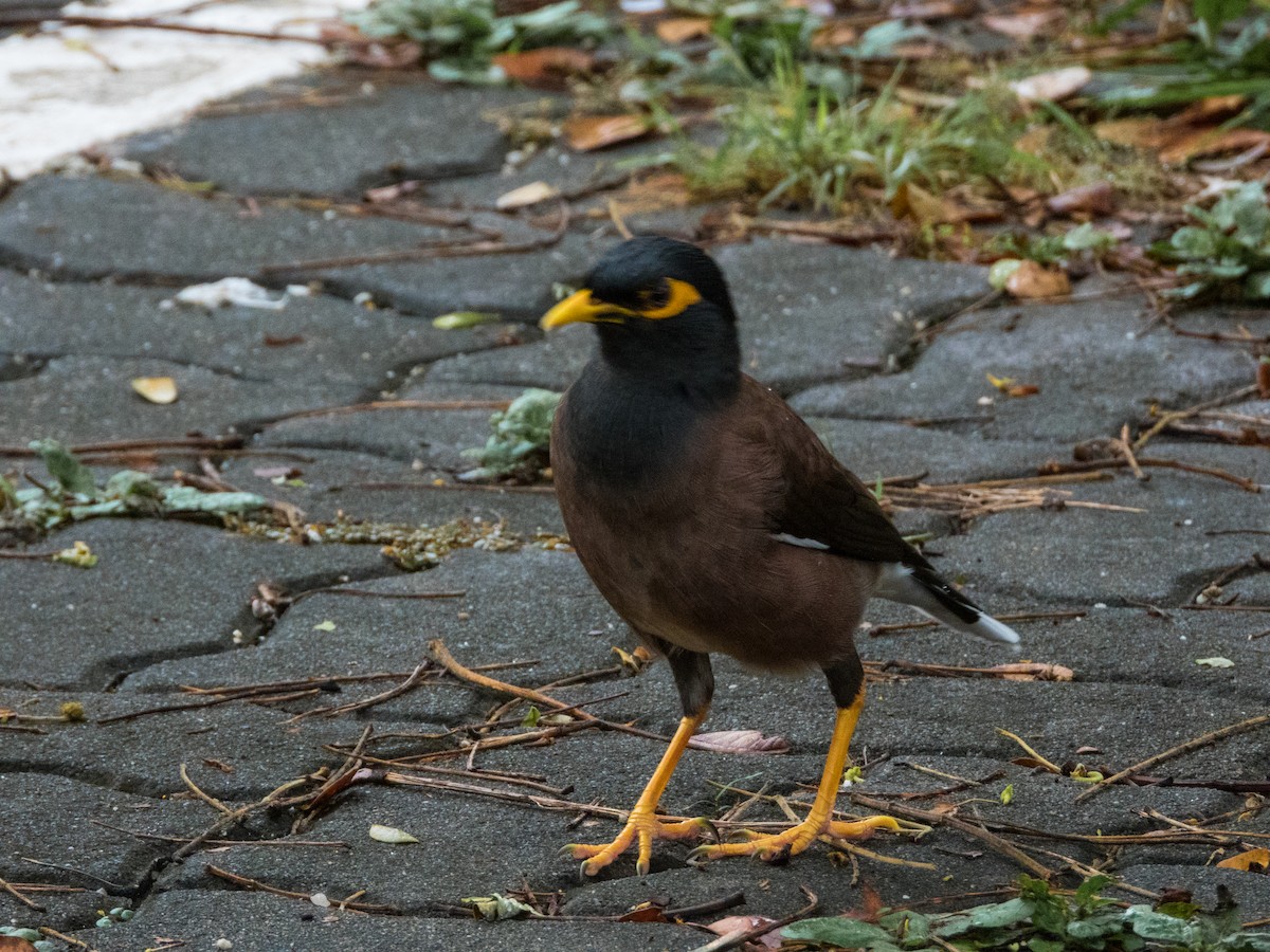 Common Myna - Jorge Juan Rueda