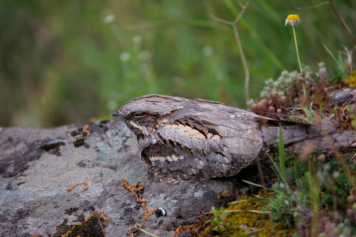 Eurasian Nightjar - Giorgi Natsvlishvili