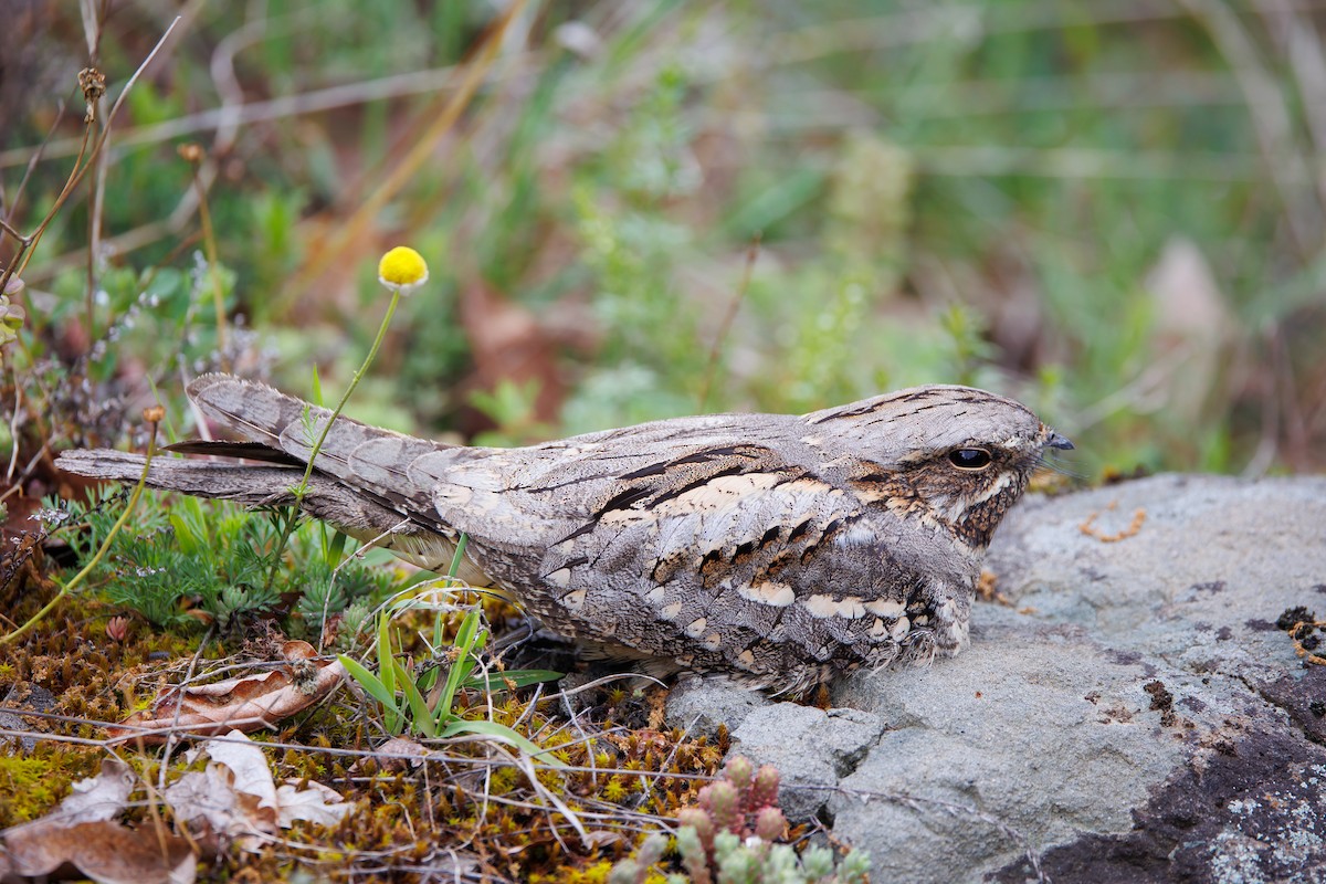 Eurasian Nightjar - Giorgi Natsvlishvili