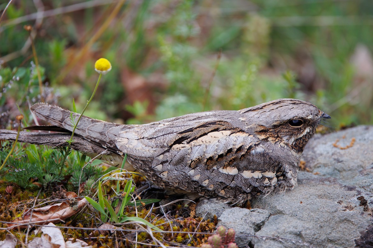 Eurasian Nightjar - Giorgi Natsvlishvili